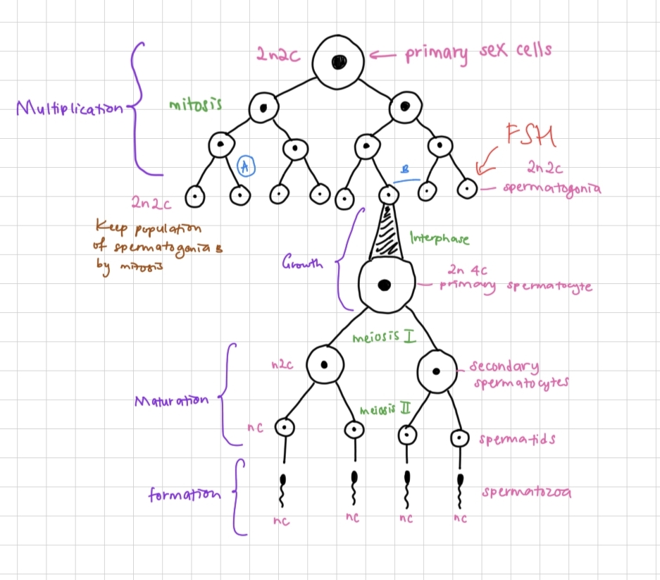 <p>Spermatogenesis</p>