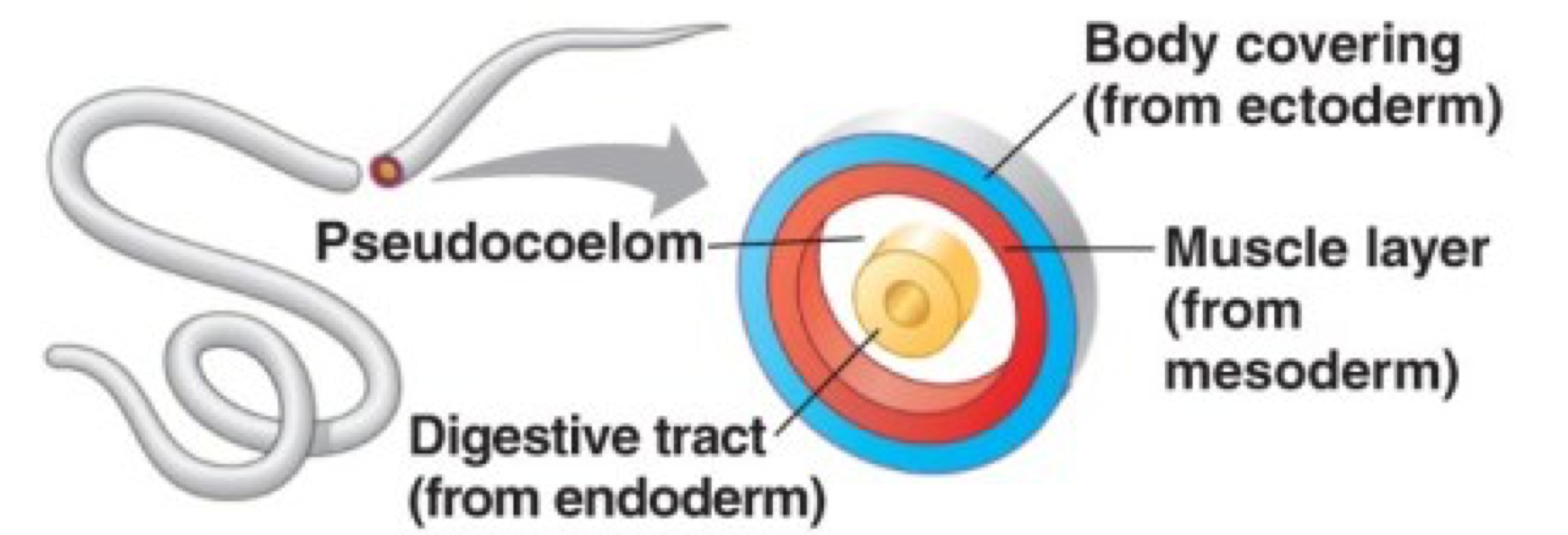 <p>pseudocoelom (psuedocoelomate)</p>