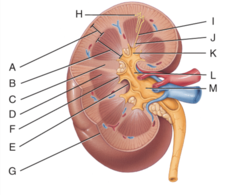 <p>This structure is the apex of the renal pyramid.</p>