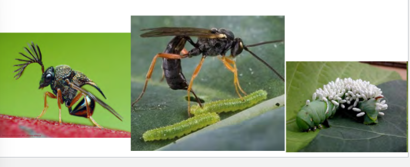<p>organisms that gradually consume tissues of hosts, eventually killing host</p><p>combine traits of parasites and predators</p><p>most are wasps or flies</p><p>typically host-specific</p><p>adults are free-living; only females search for host</p><p>only attack a particular life stage of one or several related spp.</p><p>eggs are laid in, on, or near host</p><p>immature life stage develops on or within a single insect host (feeds on body fluids and organs, ultimately kills host, leaves host to pupate or emerges as an adult)</p><p>can alter behavior of host</p><p>e.g. some humpbacked flies, phorid flies used to control red imported fire ant populations, horse hair worms, lancet liver fluke, <em>ophiocordyceps</em></p>