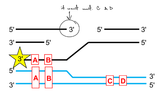 <p>mut. A and B are incorporated, not mut. C and D</p><ul><li><p>the starred 3’ end is comp. to the upper blue strand</p></li><li><p>b/c DNA synthesis is 5'-to-3' (new nucleotides added to the 3' end), and thus</p><p>DNA will be synthesized to the "left" of the double-strand break. The newly</p><p>synthesized DNA will only include mutations in the template that correspond</p><p>to the "left" of the double-strand break.</p></li></ul><p></p>