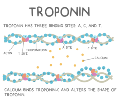 <p>troponin complexes</p>