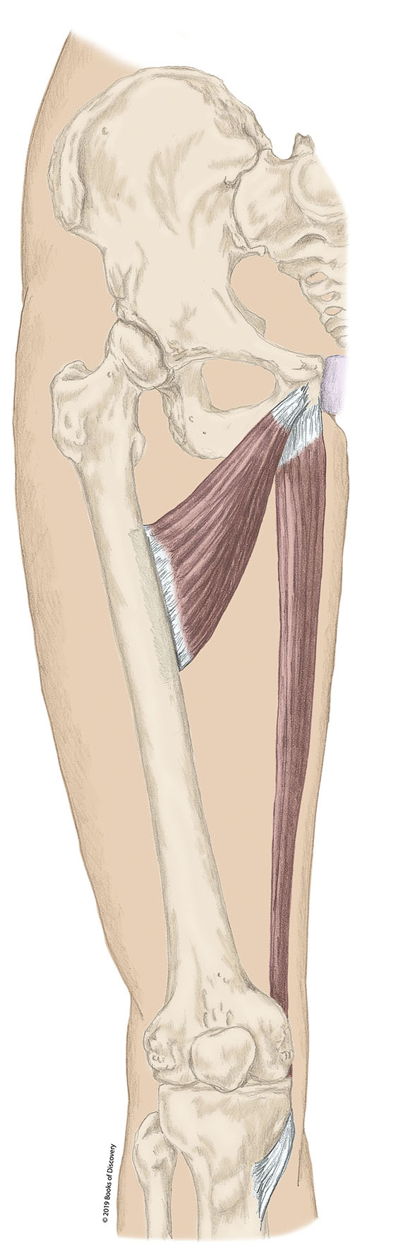 <p>adductor brevis insertion</p>
