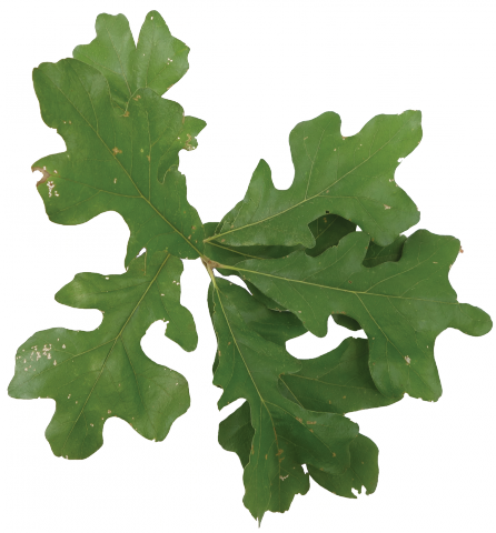 <p>Post oak (IN QUIZ 2)</p>