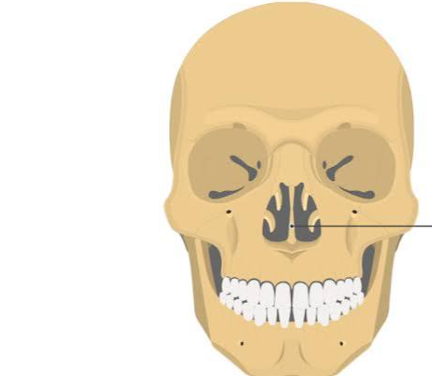 <p>A small thin, plow-shaped bone located along the midline of the nasal cavity, forming the lower and back portion of the nasal septum (the wall that divides the nose into left and right nostrils).</p>