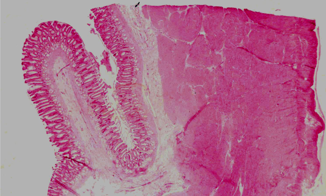 <p>welk preparaat en kleuring</p>