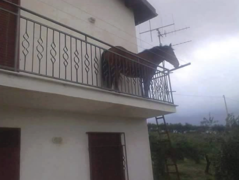 <p>horses</p>