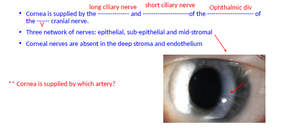 <p>long ciliary nerve, short ciliary nerve, Ophthalmic div, V</p><p>Three network of nerves: epithelial, sub-epithelial and mid-stromal</p><p>Corneal nerves are absent in the deep stroma and endothelium</p>