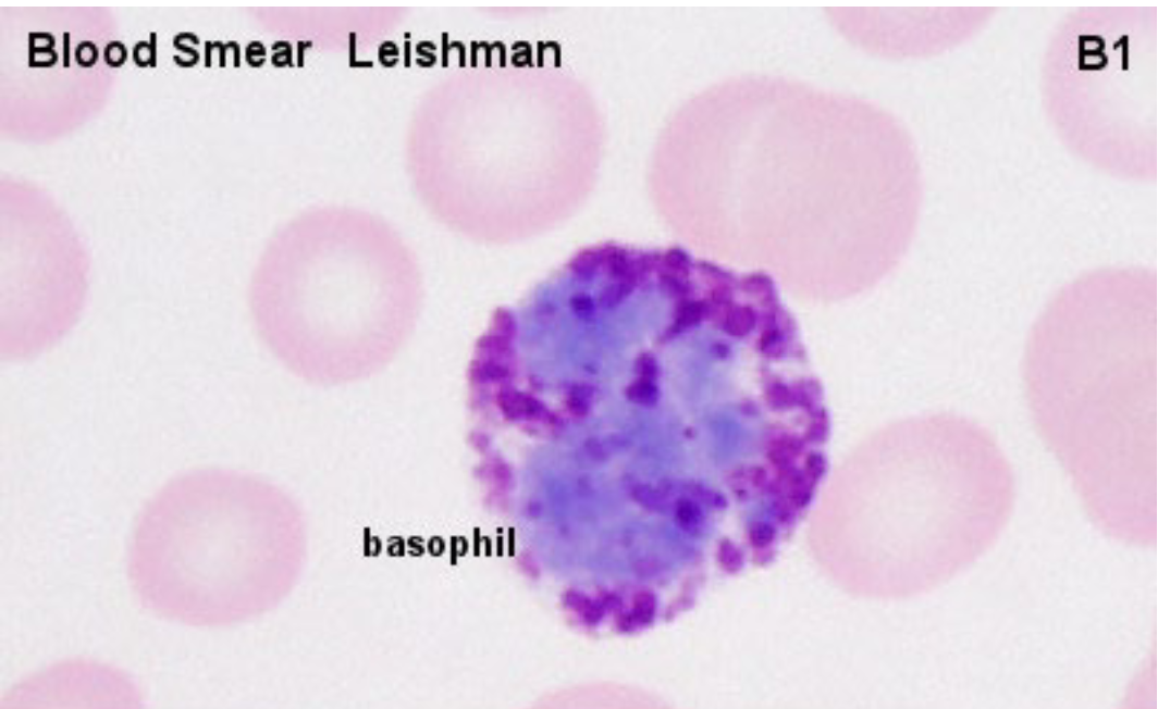 <ul><li><p>Nucleus usually has 2-3 lobes</p><ul><li><p>The lobes are typically not as well defined (May be “S” Shaped)</p><p></p></li></ul></li><li><p>The granules of basophils are usually stained deeply <strong>bluish or reddish-violet</strong></p></li><li><p>Less Granules</p></li><li><p>Stores lots of Histamines</p></li></ul><p></p>
