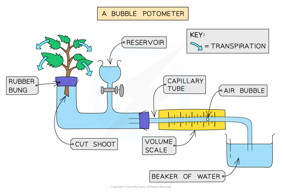 <p>A potometer (measures the rate of water uptake by the cut stem)</p>