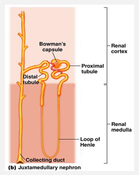 <p>Nephrons (pt 2)</p>