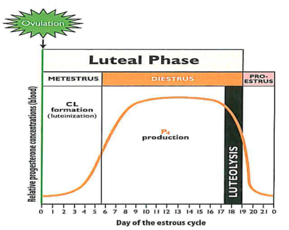 <p>What are the three major processes of the luteal phase?</p>