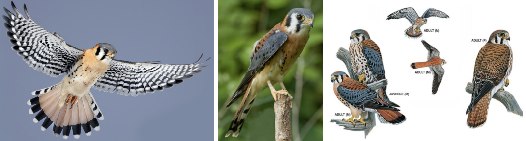 <ul><li><p><span style="background-color: transparent;"><strong>Habitat:</strong> open areas with short veg and sparse trees, meadows, grasslands, deserts, ag fields, breeding- need some trees and structures for nest cavities, attracted to many habitats modified by humans- pastures, parks</span></p></li><li><p><span style="background-color: transparent;"><strong>Diet:</strong> mainly insects and inverts- beetles, scorpions, and spiders, also small rodents and birds- mice, bats, songbirds, occasionally small snakes, lizards, frogs</span></p></li><li><p><span style="background-color: transparent;"><strong>Characteristics:</strong> Very small, </span><span>unique coloring</span><span style="background-color: transparent;">, males- blue-gray wings with reddish-brown back, females- all reddish-brown, bold black and white striping on face, long narrow wings, long square-tipped tail, often bent with wingtips swept back during flight</span></p></li></ul><p></p>