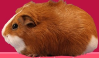 <p>welke type cavia is dit</p>