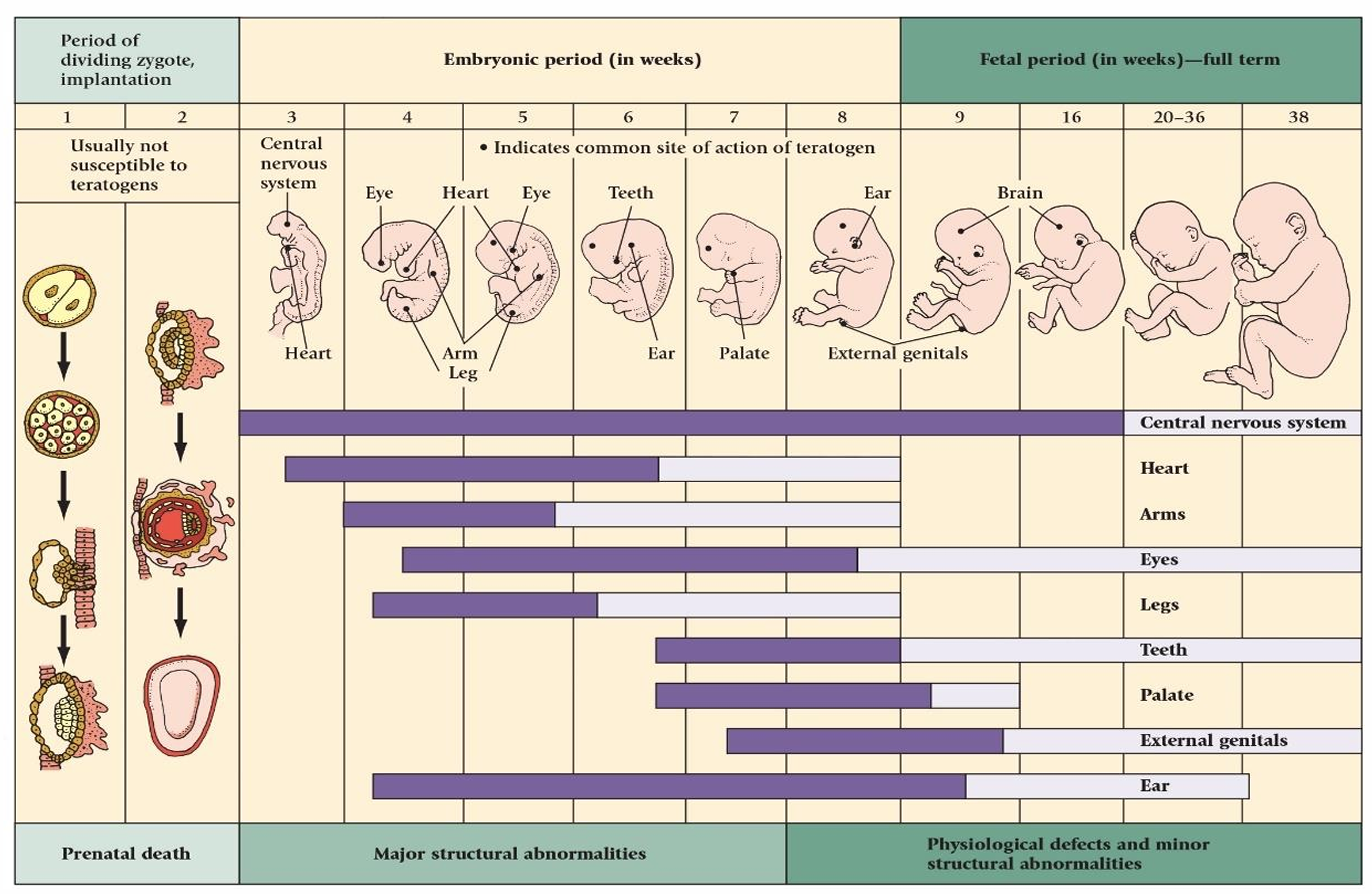 <p>Environmental Influences on Prenatal Development</p>