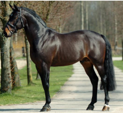 <p>welk type paard is dit</p>