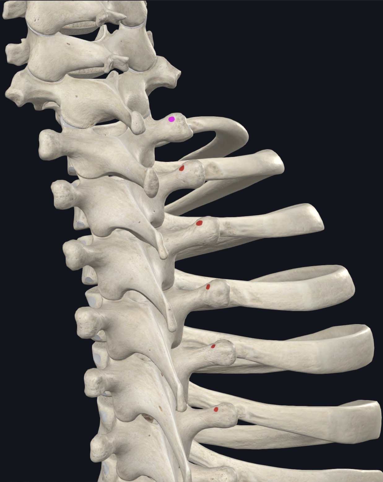 <p>TPs T1-T6</p>