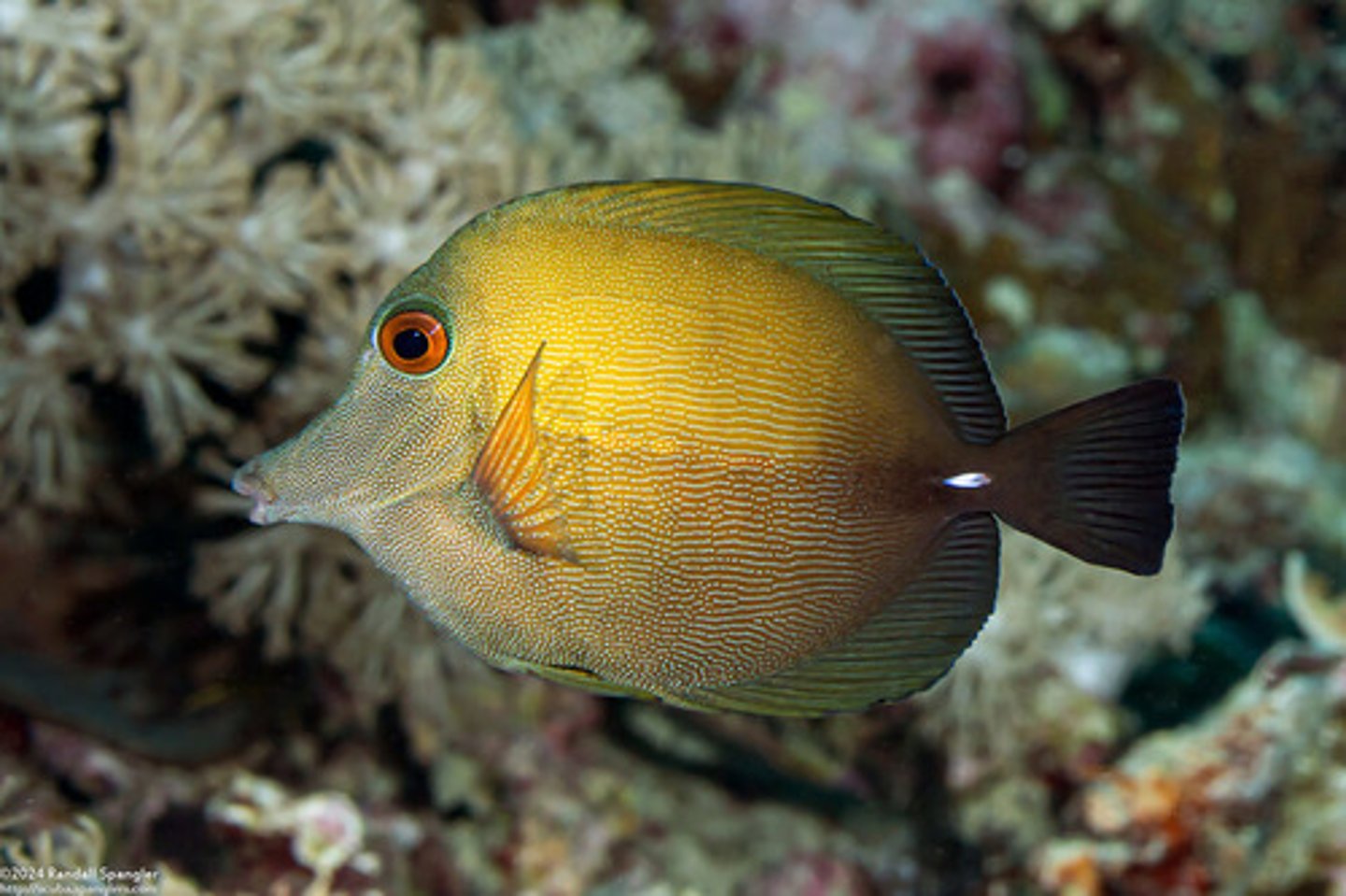 <p>Zebrasoma scopas</p>