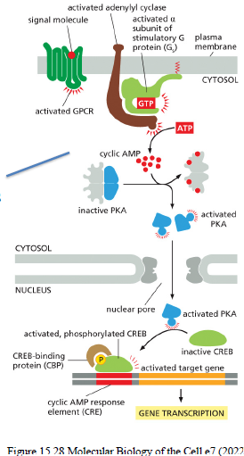 <p>PKA fosforylerer intracellulære målproteiner og kan aktivere transcription factors som CREB, hvilket ændrer genekspression.</p>