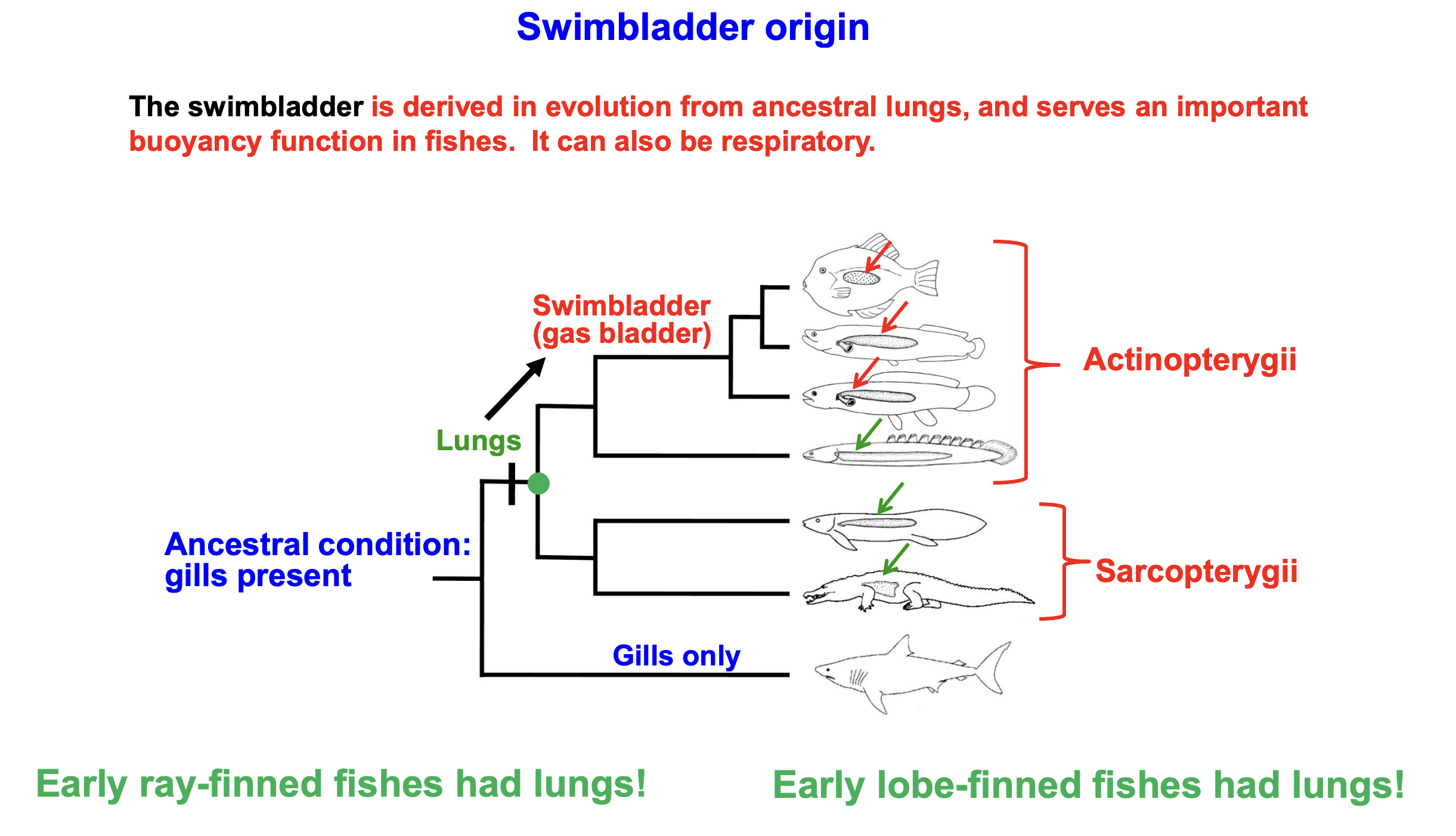 <p>derived in evolution from ancestral lungs, and serves an important buoyancy function in fishes. It can also be respiratory.</p>