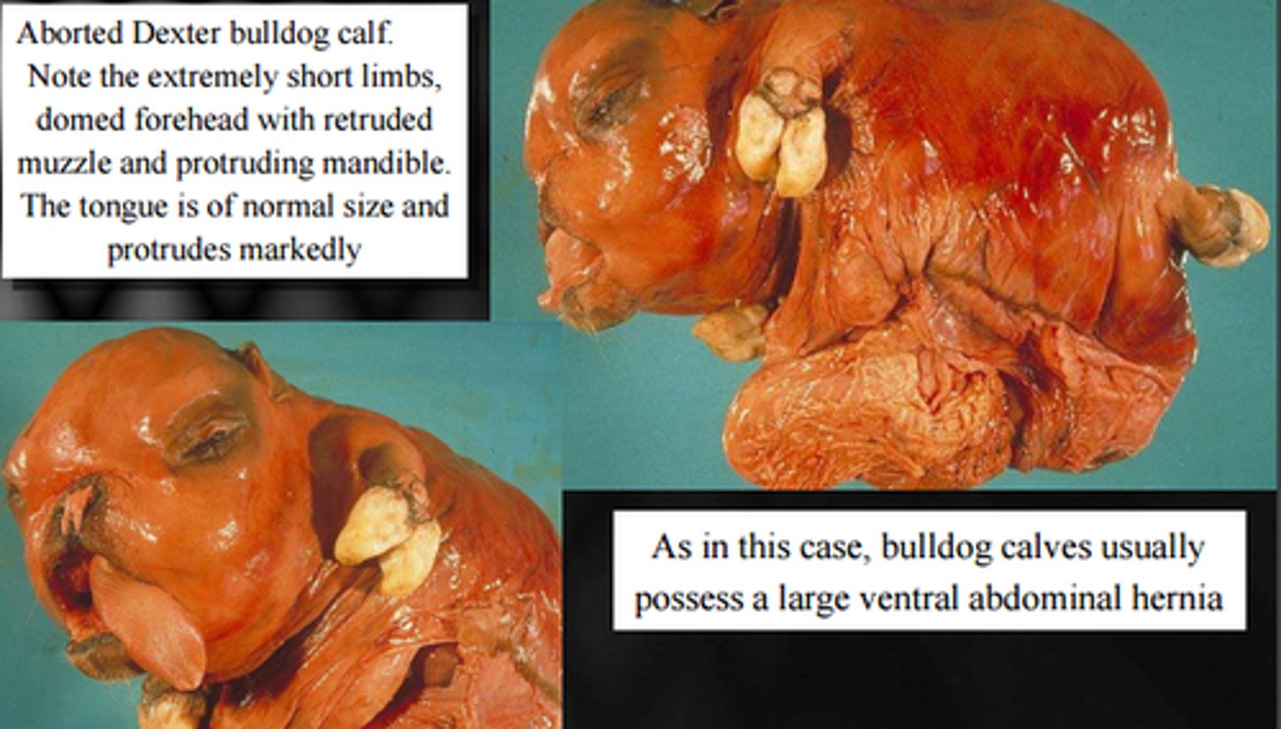 <p>Breed affected: Dexter</p><p>Appearance: Bulldog face w/ small severely deformed body</p><p>-Lethal recessive from breeding of 2 affected (aa) Dexters</p><p>Test: N/A</p>