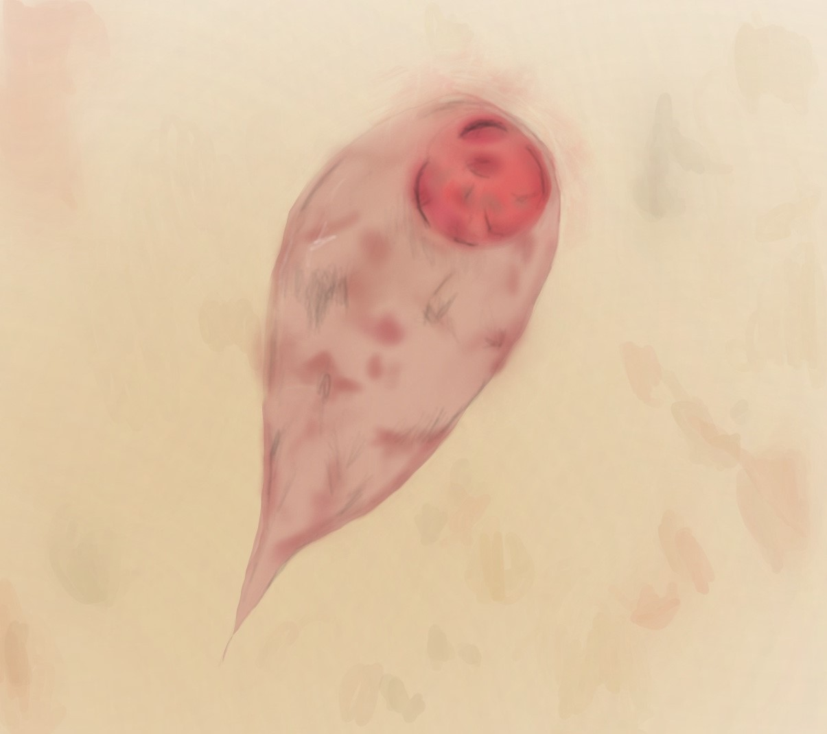 <p>6-20 um, Pear shaped, curved and twisted posteriorly, large single nucleus with distinct central karyosome, cytostomal fibrils</p>