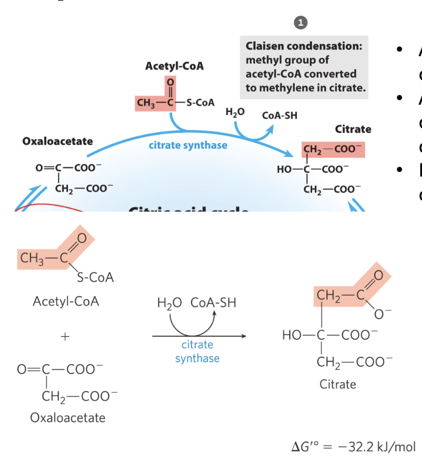 <p> Acetyl-CoA enters TCA</p><p>cycle</p><p>• Addition is an aldol</p><p>condensation catalyzed by</p><p>citrate synthase</p><p>• Forms pro-chiral product –</p><p>citrate</p>