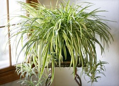 <p>A living green thing with leaves that grows in the dirt is a _____.</p>
