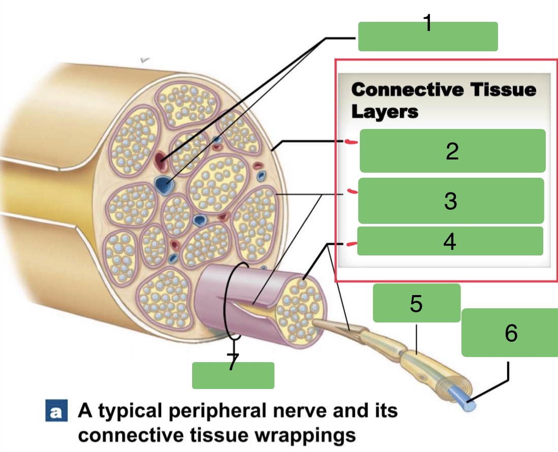 <p>Label the parts of a Peripheral Nerve</p>
