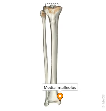 <p>What landmark within Tibia (shin bone, weight-bearing bone of lower leg; Curial / tibial region)</p>