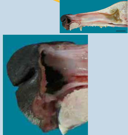 <p>Cutaneous region (nasal vestibule)</p><p>• Rostral region –<strong> keratinised stratified squamous epithelium</strong></p><p>• Mid vestibule – thinner,<strong> non-keratinsed stratified squamous epithelium</strong></p><p>• Caudal region – transitional zone (approaching respiratory epithelium) – varies from <strong>stratified cuboidal to non-ciliated pseudostratified columnar</strong></p>