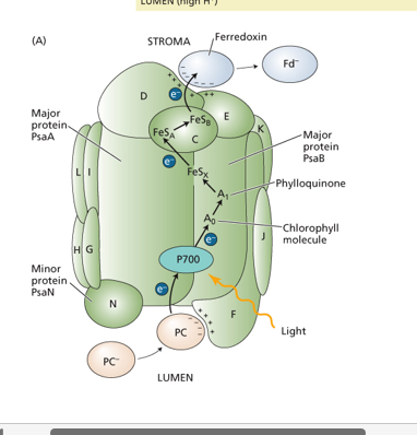 <ul><li><p>alot smaller than PSII, so less complex. but, lots of Fe-S clusters (vs PSII, more Chl molecules / pigments.)</p></li></ul><p>(process)</p><ul><li><p>CytB6F e + PC => PC-. charged but can go a distance, to PSI. </p></li><li><p>Docks to the PSI F unit => this positions reduction to occur on P700 => Positioning of Fe-S clusters result in their reduction => Fd ultimately reduced as the e carrier</p></li><li><p>Fd can then move away from PSI, and enable NADP+ reduction to form NADPH.</p></li><li><p>Fd works on charged based ionic interactions. the charge it gets upon reduction, enables movement away from PSI. </p></li></ul><p></p>