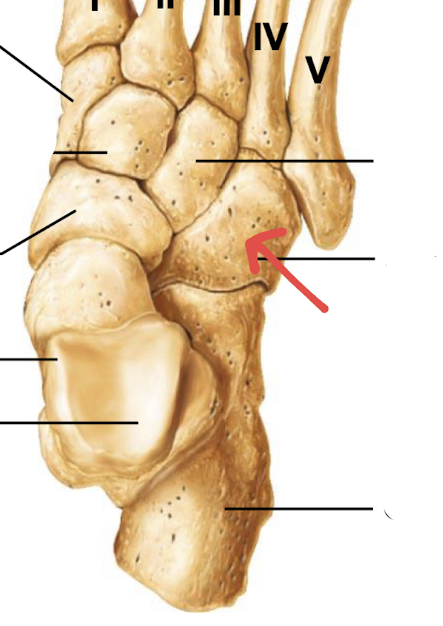 <p>what is this part of the foot?</p>