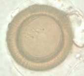 <p><span style="background-color: rgba(0, 0, 0, 0); line-height: 19.7625px;">What is the species in this photo?</span></p>