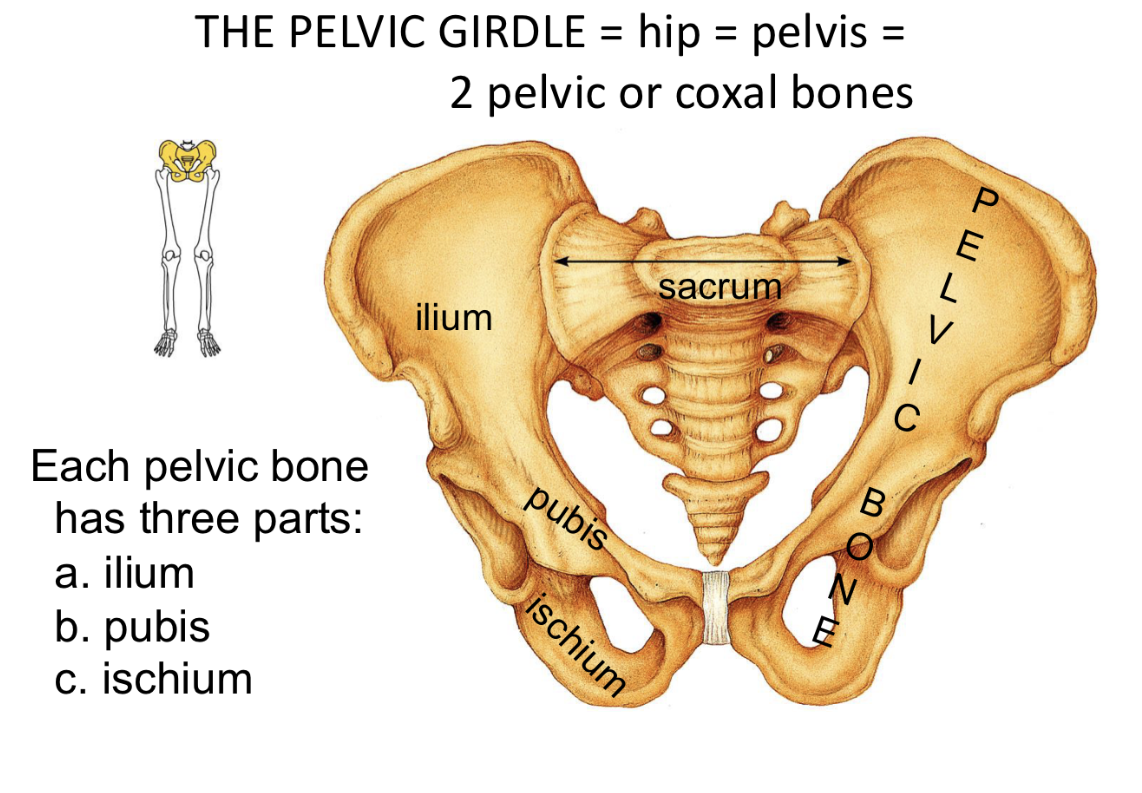 <p>Pelvic Bone=Pelvis <strong>The Hip</strong></p>