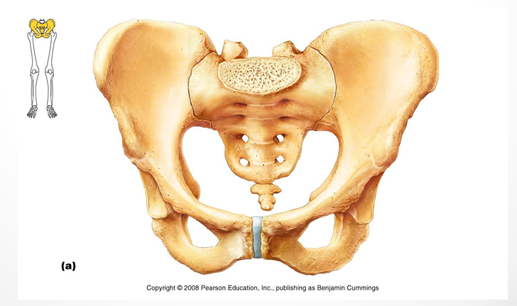 <p>lower extremities to vertebral column</p>