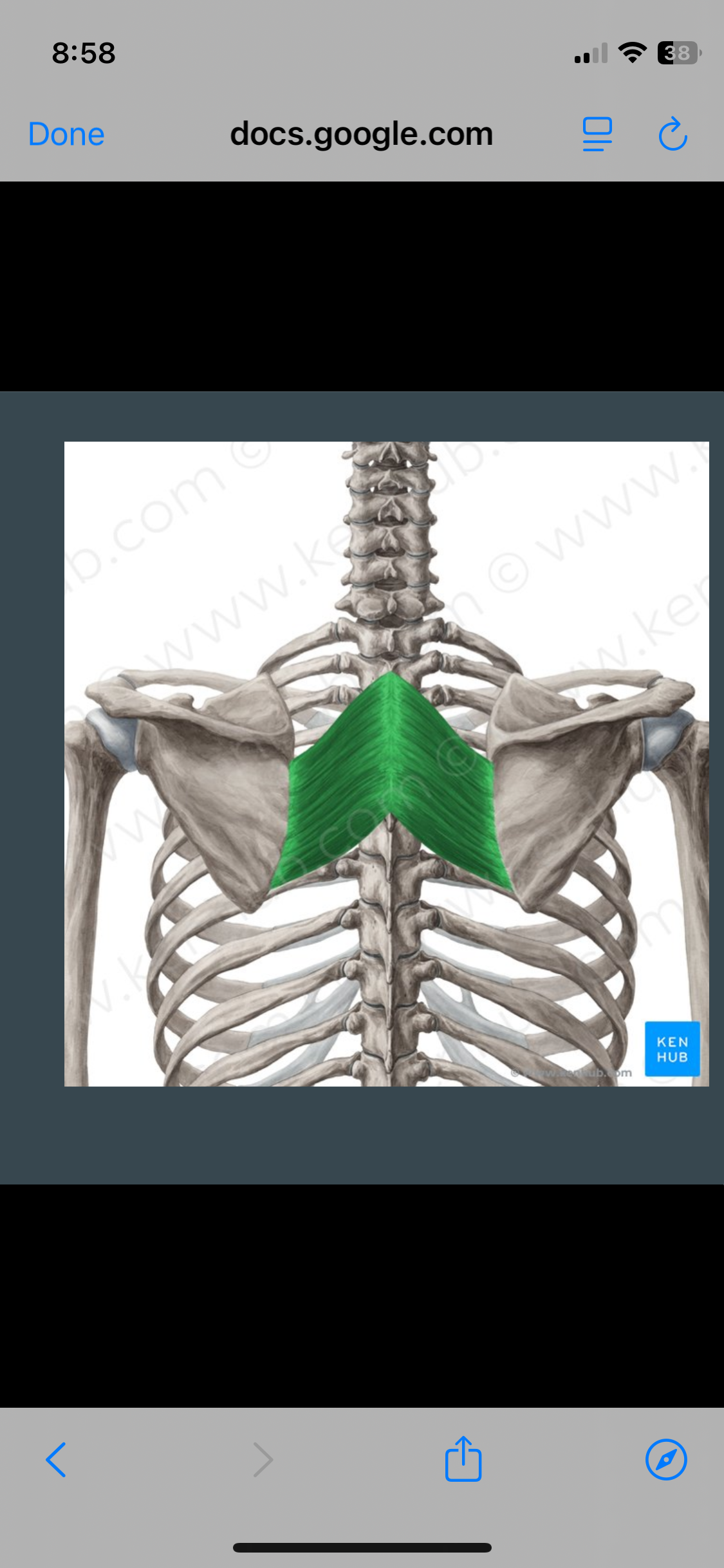 <p>Rhomboideous Major</p>