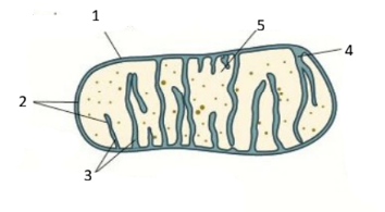 <p>Mitochondria: 4?</p>