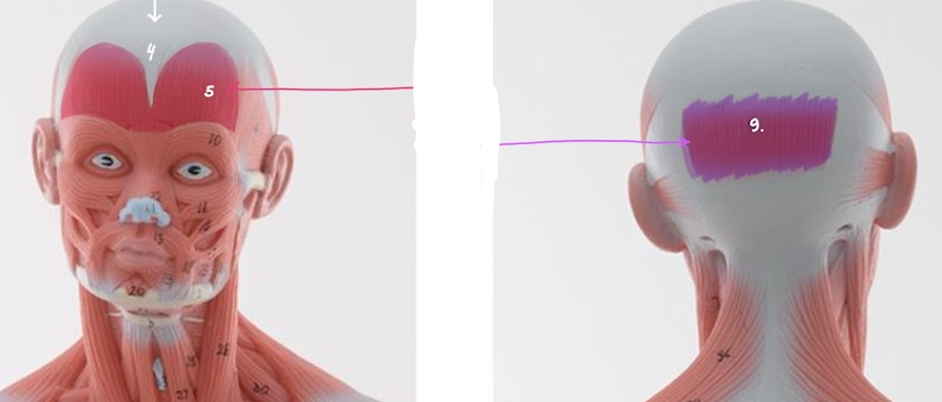 <p>Name the muscle group that 5 + 9 are apart of, function</p>