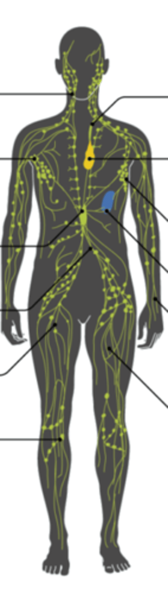 <p>Network of lymphatic capillaries, originating in the extracellular spaces. Permeable to tissue fluid, plasma proteins, bacteria, cellular debris, and whole cells (especially lymphocytes)</p>