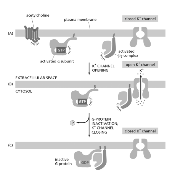 <p><span><strong>Acetylcholine binds to a GPCR on heart muscle, making the heart beat slower. The activated receptor stimulates a G protein, which opens a K+ channel in the plasma membrane, as shown in Figure 16-1. Which of the following would enhance this effect of the acetylcholine?</strong></span><br></p>