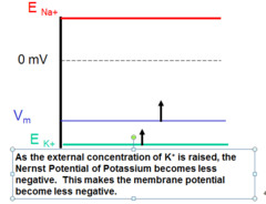<p>Resting membrane potential always moves in the same direction as the value of Ek+. If Ek+ becomes less neg, the membrane becomes less neg-depolarizes.</p>
