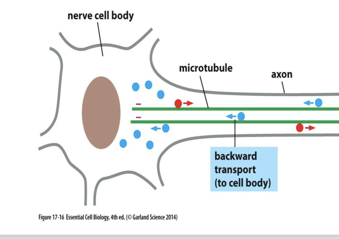 <p>made of cargo + tail + globular head, moves to cell body to neg end on microtubules = retrograde</p>