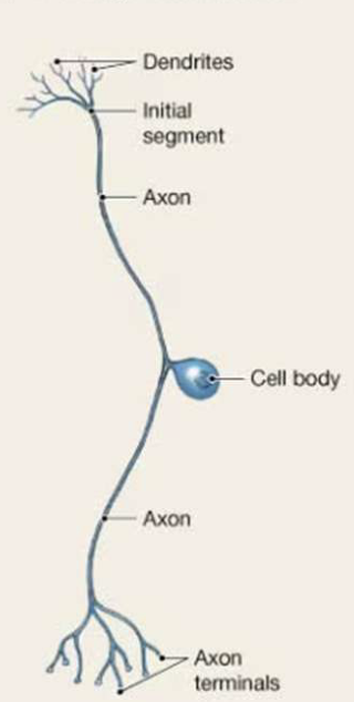 <p>Pseudounipolar Neuron</p>