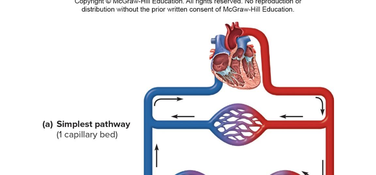 <p>the artery to capillary to vein (circulatory route)</p>