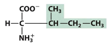 <p>Name (full name, 3 letter, 1 letter) </p><p>Type of amino acid </p>
