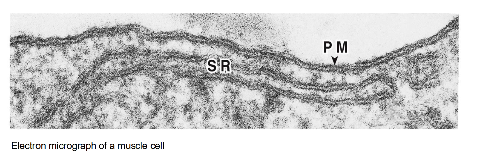 <ul><li><p><span>The PM is the most studied cell membrane</span></p></li><li><p><span>But there is another membrane…the sarcoplasmic reticulum (SR)!</span></p></li><li><p><span>The sarcoplasmic reticulum (SR) is a specialized type of smooth endoplasmic reticulum found in muscle cells. </span></p></li><li><p><span>Its main function is to store and regulate calcium ions (Ca²⁺), which are essential for muscle contraction</span></p></li></ul><p></p>