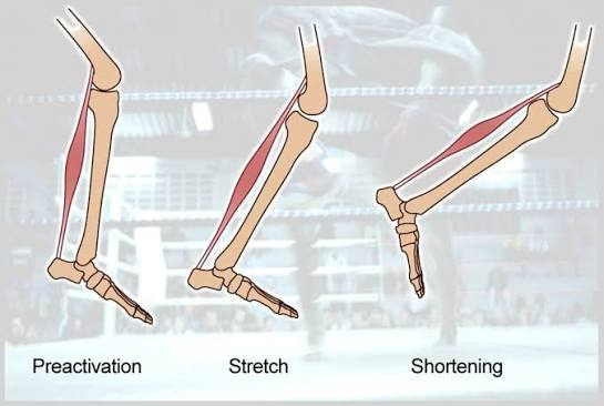 <p>Muscle-tendon complexes are rapidly and forcibly lengthened, then immediately shortened in a reactive, elastic manner.</p>