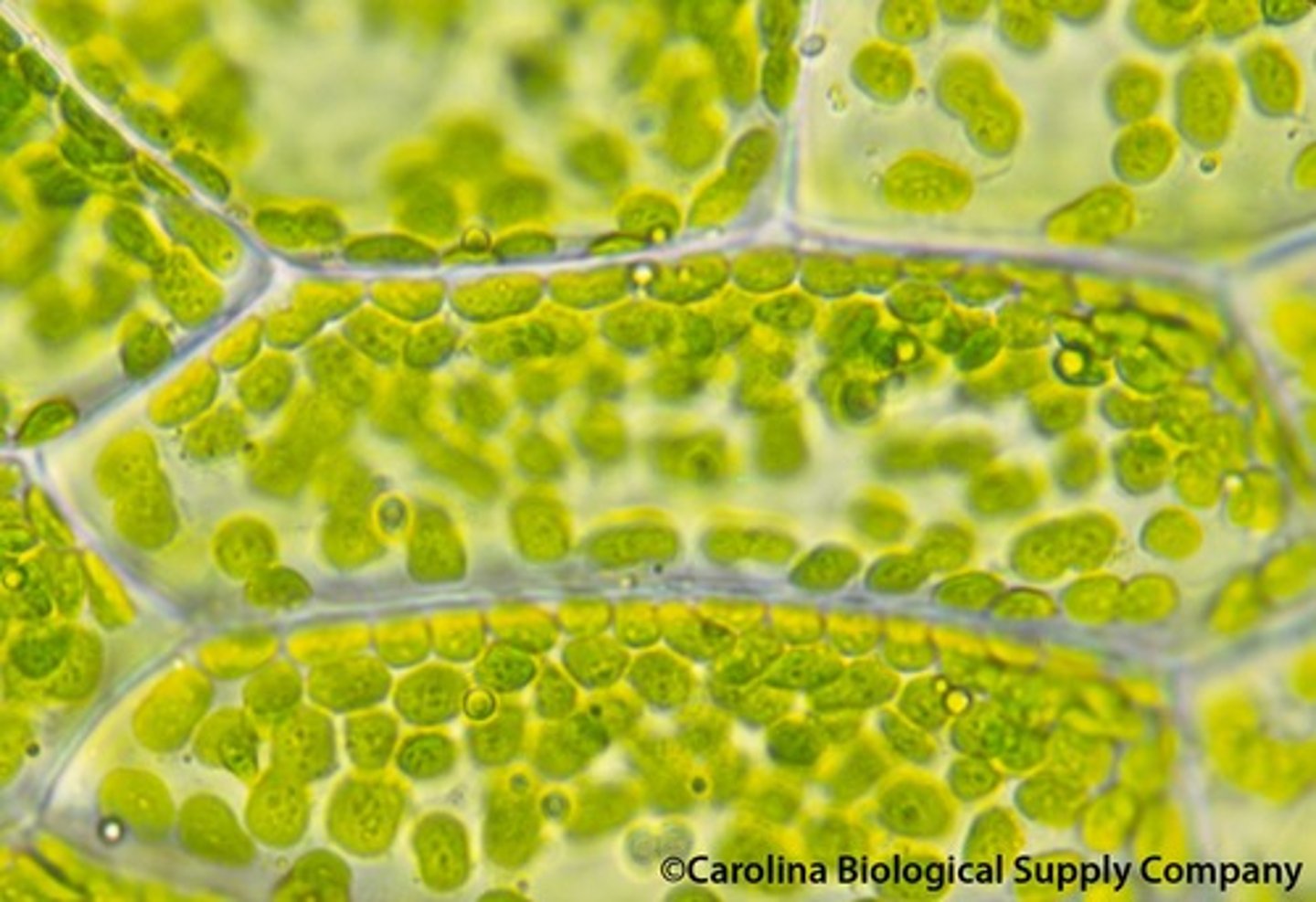 <p>makes food for plant cells using sunlight</p>