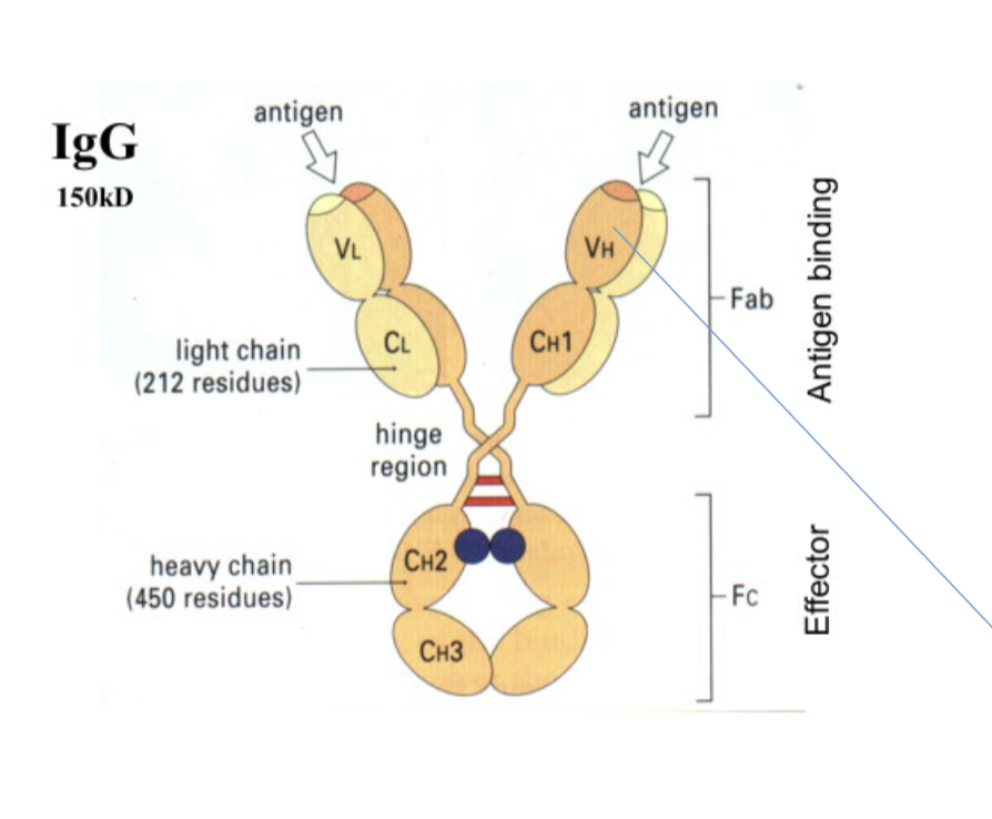 <p>Each antibody has ____ ______ antigen binding site, one in each arm.</p>